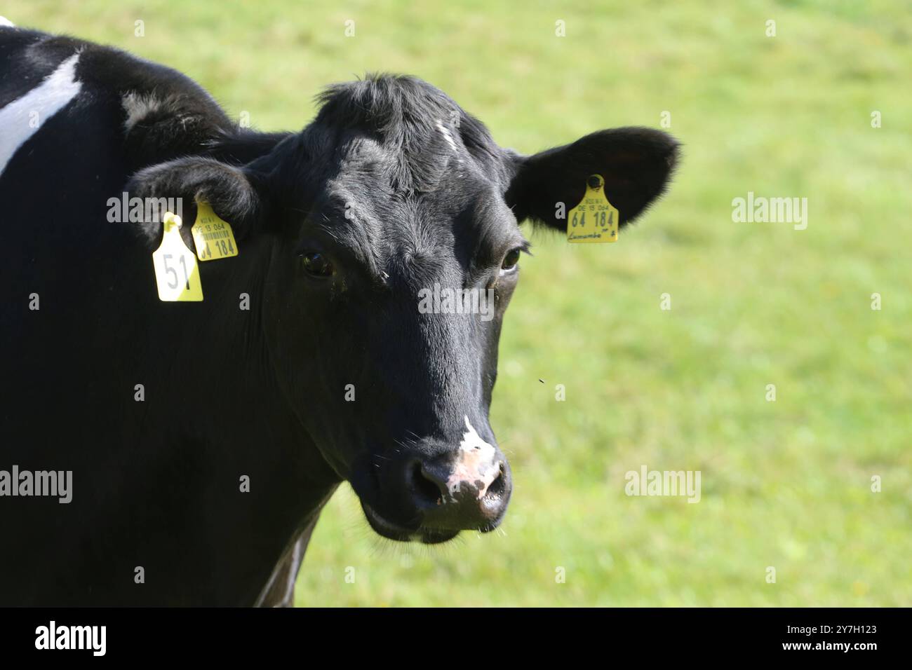 Eine Kuh steht am Freitag 27.09.2024 a Groß Markow Landkreis Rostock auf einer Weide. Nel Meclemburgo Vorpommern gibt es in zunehmendem Maße immer weniger Milchkühe. Einerseits haben in der zurückliegenden Jahren zahlreiche Bauern wegen der sehr geringen Milchpreise ihre Betriebe aufgegeben und anderseits konnten verschiedene Landwirte die sich ständig ändernden Bedingungen im Tierschutzrecht nicht mehr umsetzen. Damit Hat das Bild von glücklichen Kühen auf einer Weide im Nordosten schon fast Seltenheitswert. *** Una mucca sorge su un pascolo venerdì 27 09 2024 a Groß Markow, Rostock distretto i Foto Stock