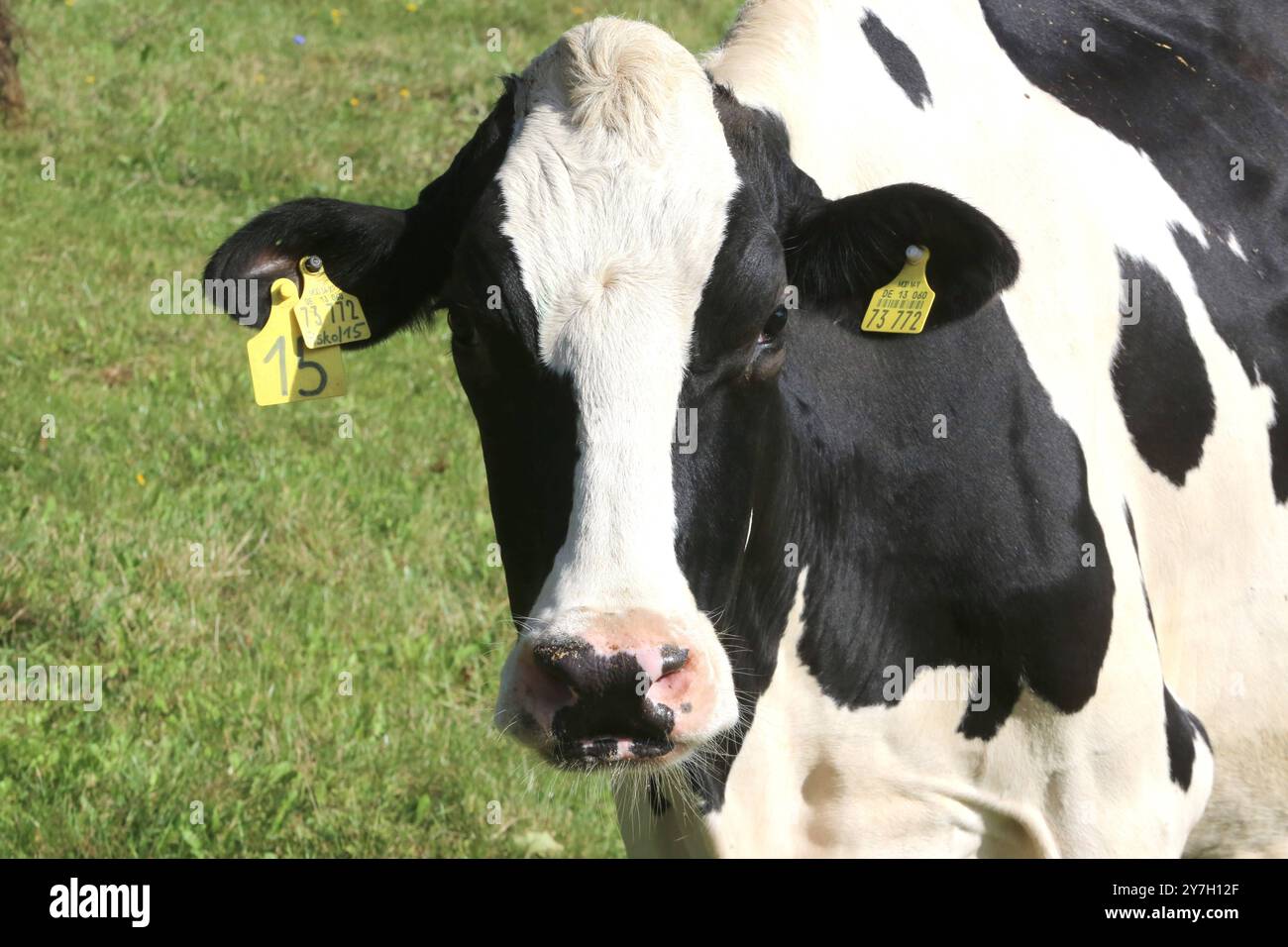 Eine Kuh steht am Freitag 27.09.2024 a Groß Markow Landkreis Rostock auf einer Weide. Nel Meclemburgo Vorpommern gibt es in zunehmendem Maße immer weniger Milchkühe. Einerseits haben in der zurückliegenden Jahren zahlreiche Bauern wegen der sehr geringen Milchpreise ihre Betriebe aufgegeben und anderseits konnten verschiedene Landwirte die sich ständig ändernden Bedingungen im Tierschutzrecht nicht mehr umsetzen. Damit Hat das Bild von glücklichen Kühen auf einer Weide im Nordosten schon fast Seltenheitswert. *** Una mucca sorge su un pascolo venerdì 27 09 2024 a Groß Markow, Rostock distretto i Foto Stock