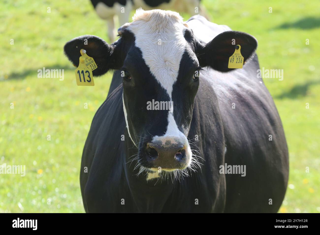 Eine Kuh steht am Freitag 27.09.2024 a Groß Markow Landkreis Rostock auf einer Weide. Nel Meclemburgo Vorpommern gibt es in zunehmendem Maße immer weniger Milchkühe. Einerseits haben in der zurückliegenden Jahren zahlreiche Bauern wegen der sehr geringen Milchpreise ihre Betriebe aufgegeben und anderseits konnten verschiedene Landwirte die sich ständig ändernden Bedingungen im Tierschutzrecht nicht mehr umsetzen. Damit Hat das Bild von glücklichen Kühen auf einer Weide im Nordosten schon fast Seltenheitswert. *** Una mucca sorge su un pascolo venerdì 27 09 2024 a Groß Markow, Rostock distretto i Foto Stock