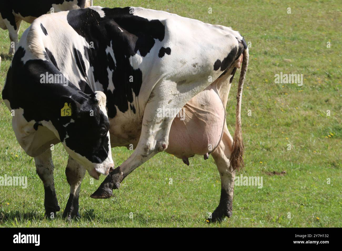 Eine Kuh steht am Freitag 27.09.2024 a Groß Markow Landkreis Rostock auf einer Weide. Nel Meclemburgo Vorpommern gibt es in zunehmendem Maße immer weniger Milchkühe. Einerseits haben in der zurückliegenden Jahren zahlreiche Bauern wegen der sehr geringen Milchpreise ihre Betriebe aufgegeben und anderseits konnten verschiedene Landwirte die sich ständig ändernden Bedingungen im Tierschutzrecht nicht mehr umsetzen. Damit Hat das Bild von glücklichen Kühen auf einer Weide im Nordosten schon fast Seltenheitswert. *** Una mucca sorge su un pascolo venerdì 27 09 2024 a Groß Markow, Rostock distretto i Foto Stock