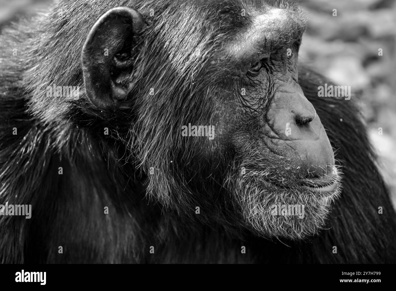 Un primo piano di un vecchio Chimpanzee (Pan troglodytes) al Ngamba Island Chimpanzee Sanctuary nel Lago Victoria in Uganda. Foto Stock