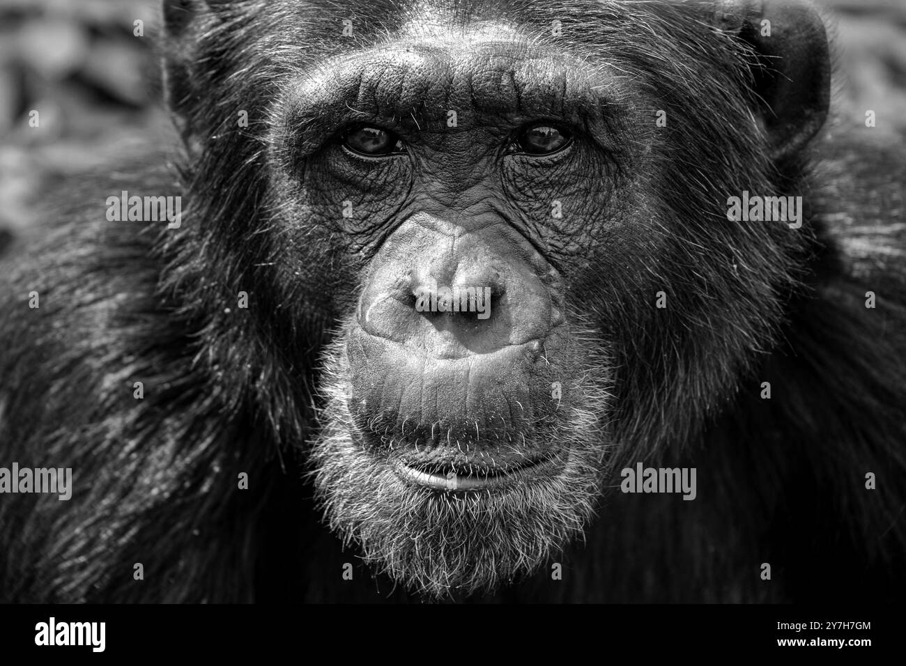 Un primo piano di un vecchio Chimpanzee (Pan troglodytes) al Ngamba Island Chimpanzee Sanctuary nel Lago Victoria in Uganda. Foto Stock