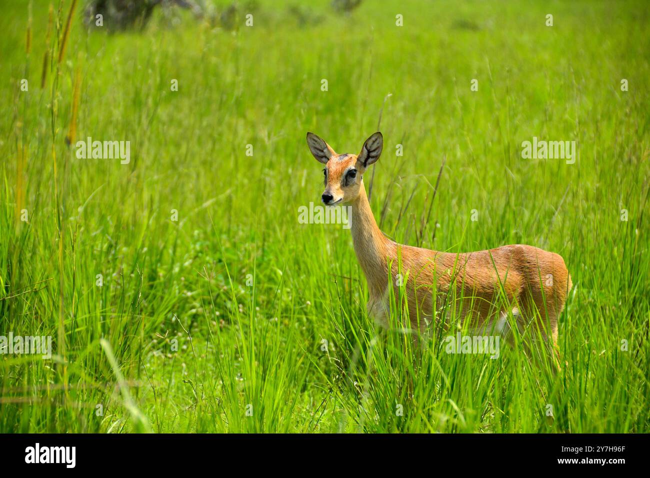 Un Oribi (Ourebia ourebi) nel Parco Nazionale delle Cascate di Murchison Foto Stock