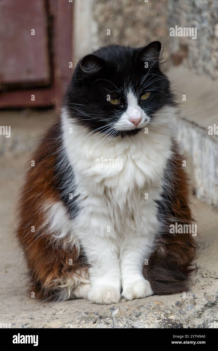 Un morbido gatto bianco e nero con segni distintivi si siede tranquillamente sul cemento. Foto Stock