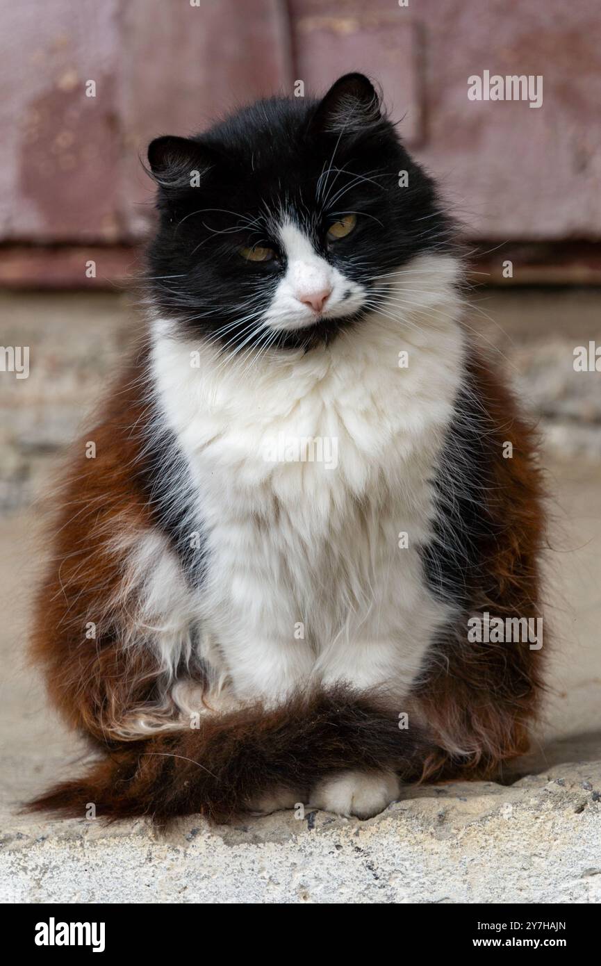 Ritratto di un gatto bianco e nero soffice con un look orgoglioso. Foto Stock