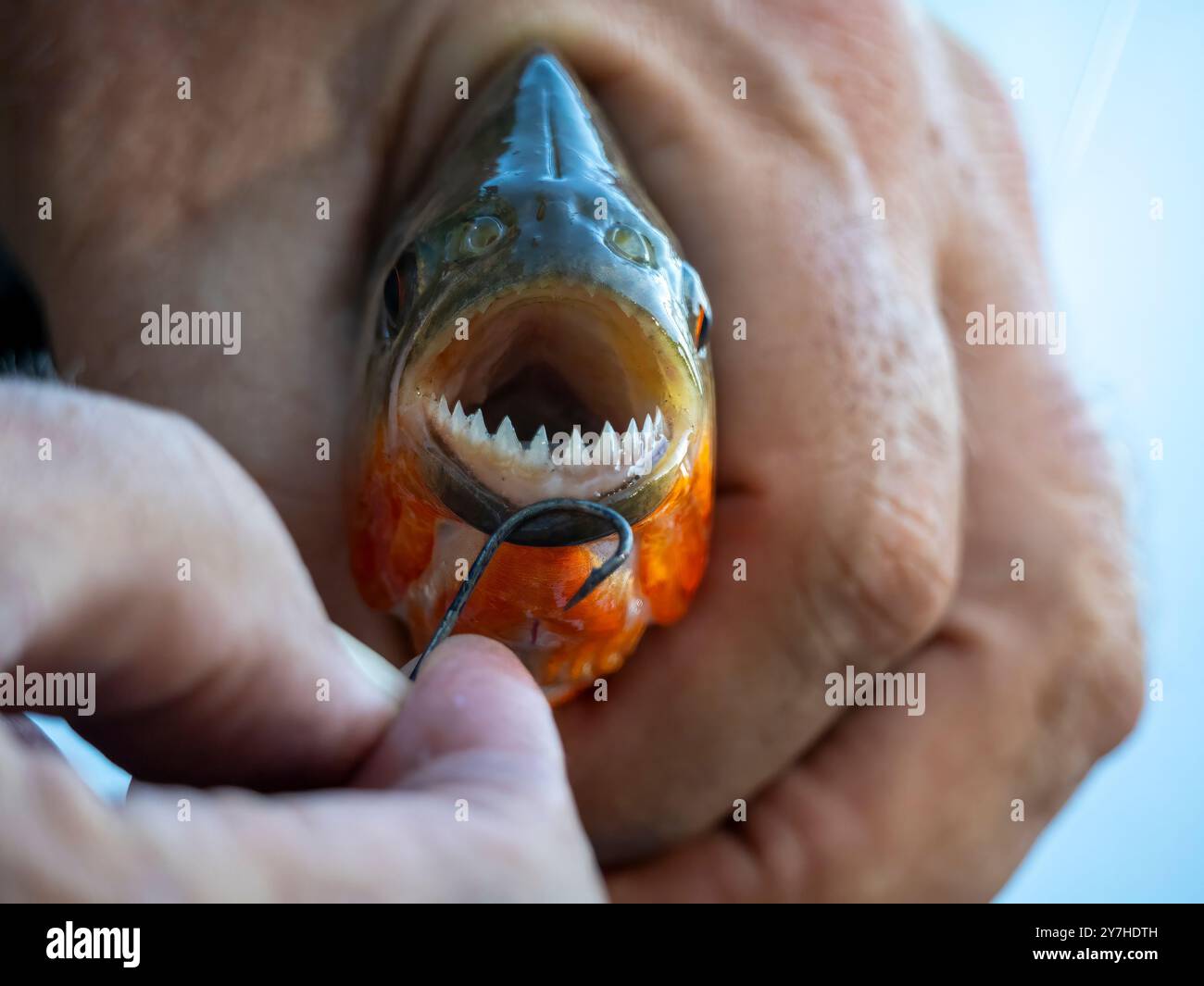 I denti di un piranha (Pygocentrus nattereri). Fotografato su un affluente dell'Amazzonia. Foto Stock