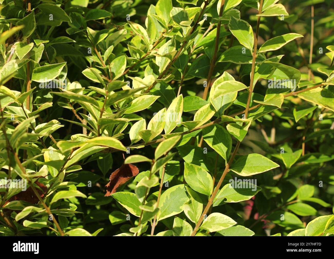 Primo piano di Privet d'oro, Ligustrum Ovalifolium "Aureum" Foto Stock