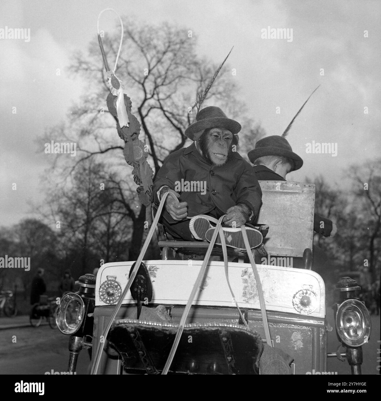 REGENTS PARK CHIMP GUIDA IN VAN ON HORSE PARADE A LONDRA; 30 MARZO 1964 Foto Stock