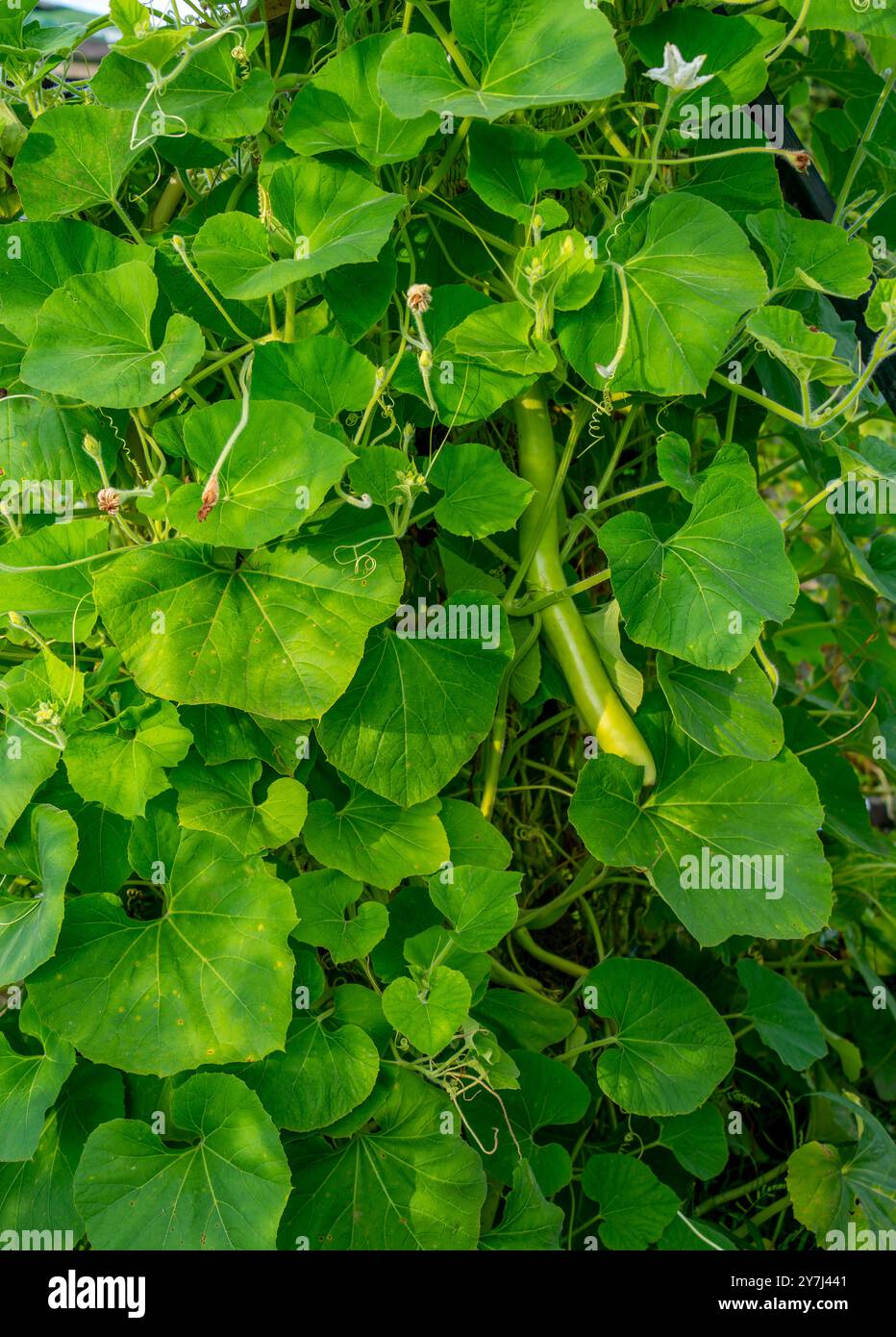 Cucuzi, anche noto come gourd di serpente italiano o gourd di bottiglia lunga cinese in un giardino (Lagenaria siceraria longissima) Foto Stock