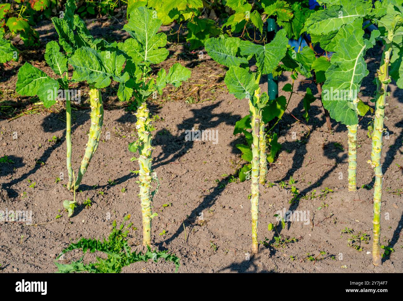 Il cavolo turco Kara lahana cresce in un giardino Foto Stock