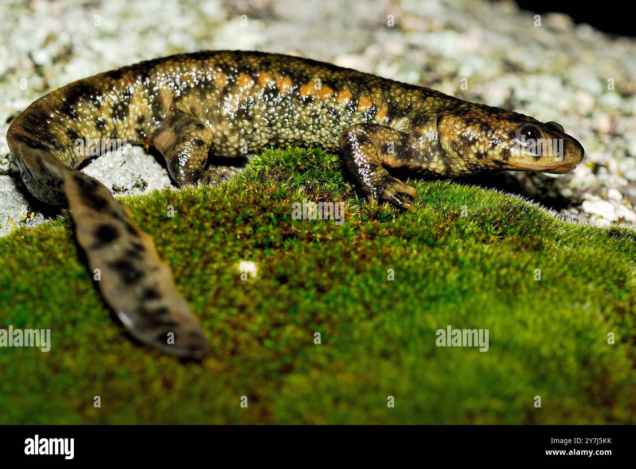 Lo spagnolo ribbed newt (Pleurodeles waltl) in Valdemanco, Madrid, Spagna Foto Stock