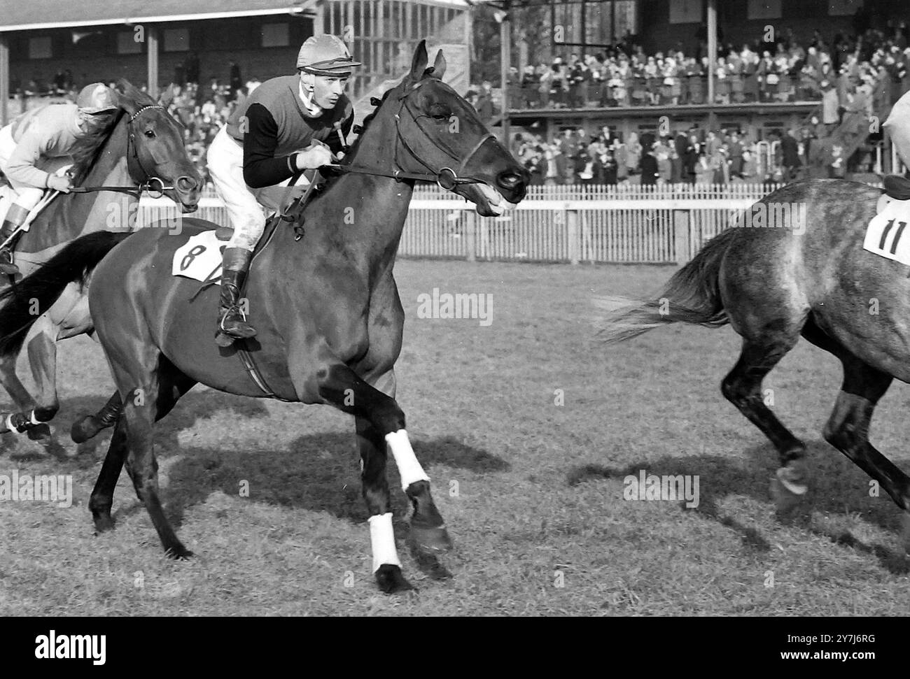 CORSE DI CAVALLI GRAND NATIONAL AL LINGFIELD PARK - PROBABILE SGUARDO FELICE CON REES IN SELLA ; 26 FEBBRAIO 1964 Foto Stock