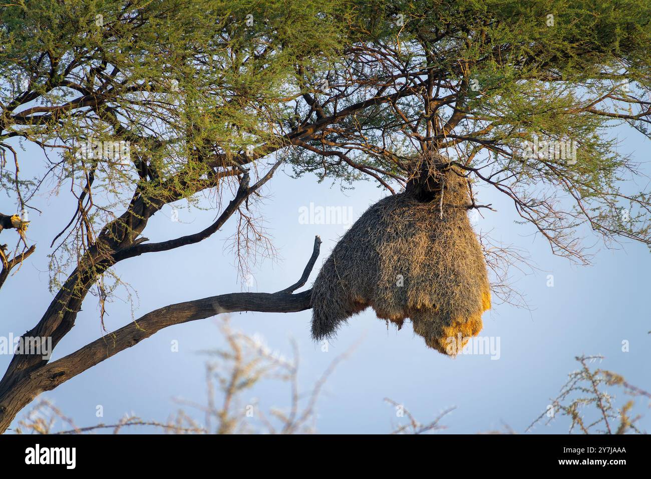 Primo piano di un nido di tessitori socievoli (o sociali) su un ramo d'albero, nel parco nazionale di Etosha, uccelli e fauna selvatica in Namibia, Africa Foto Stock