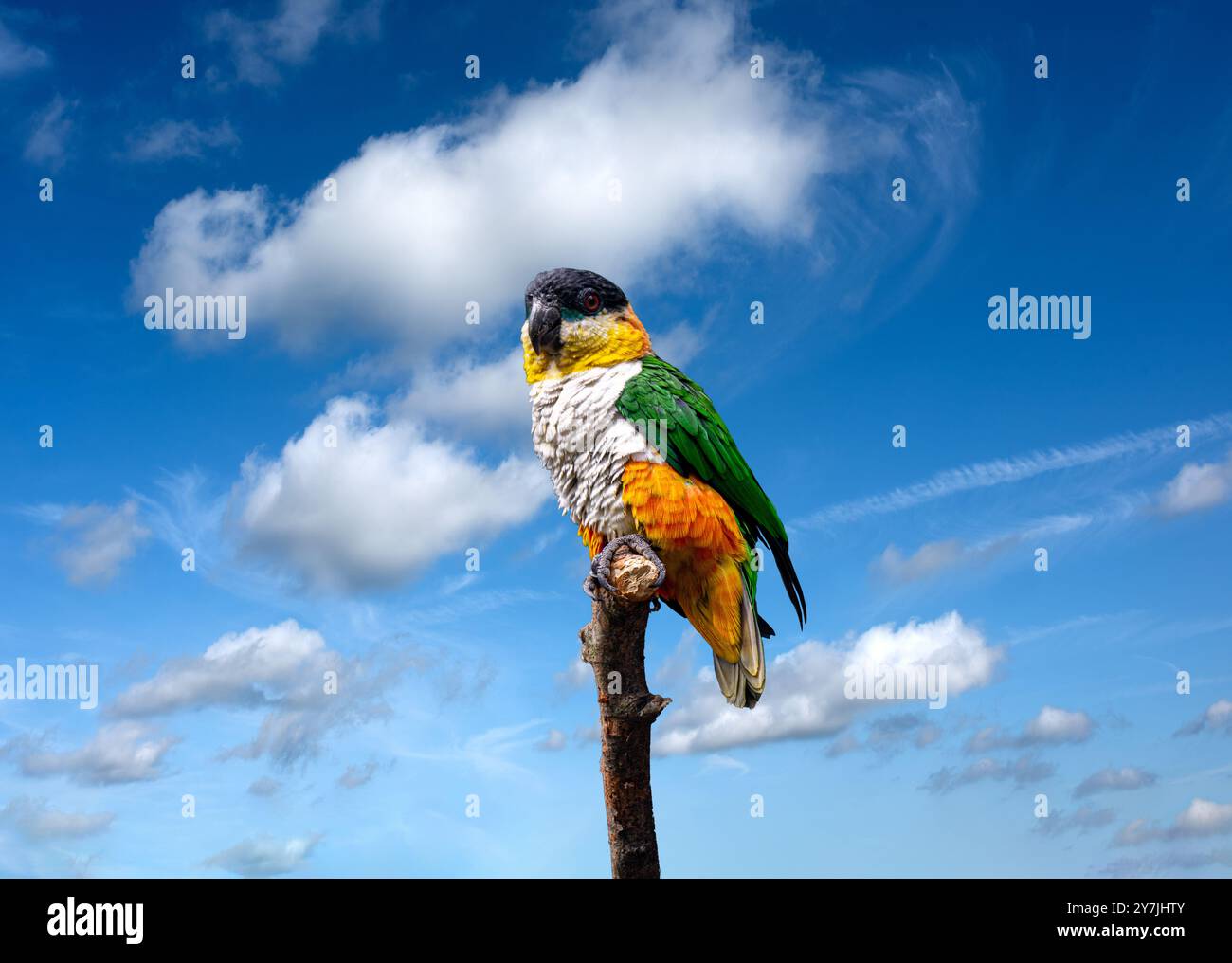 Parakeet grigio-breasted (Pyrrhura griseipectus). È endemico di Ceará nel nord-est del Brasile Foto Stock