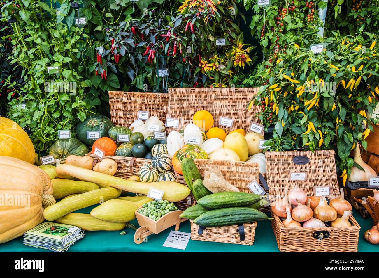 Una mostra vincente di frutta e verdura al Malvern Autumn Show 2024. Foto Stock