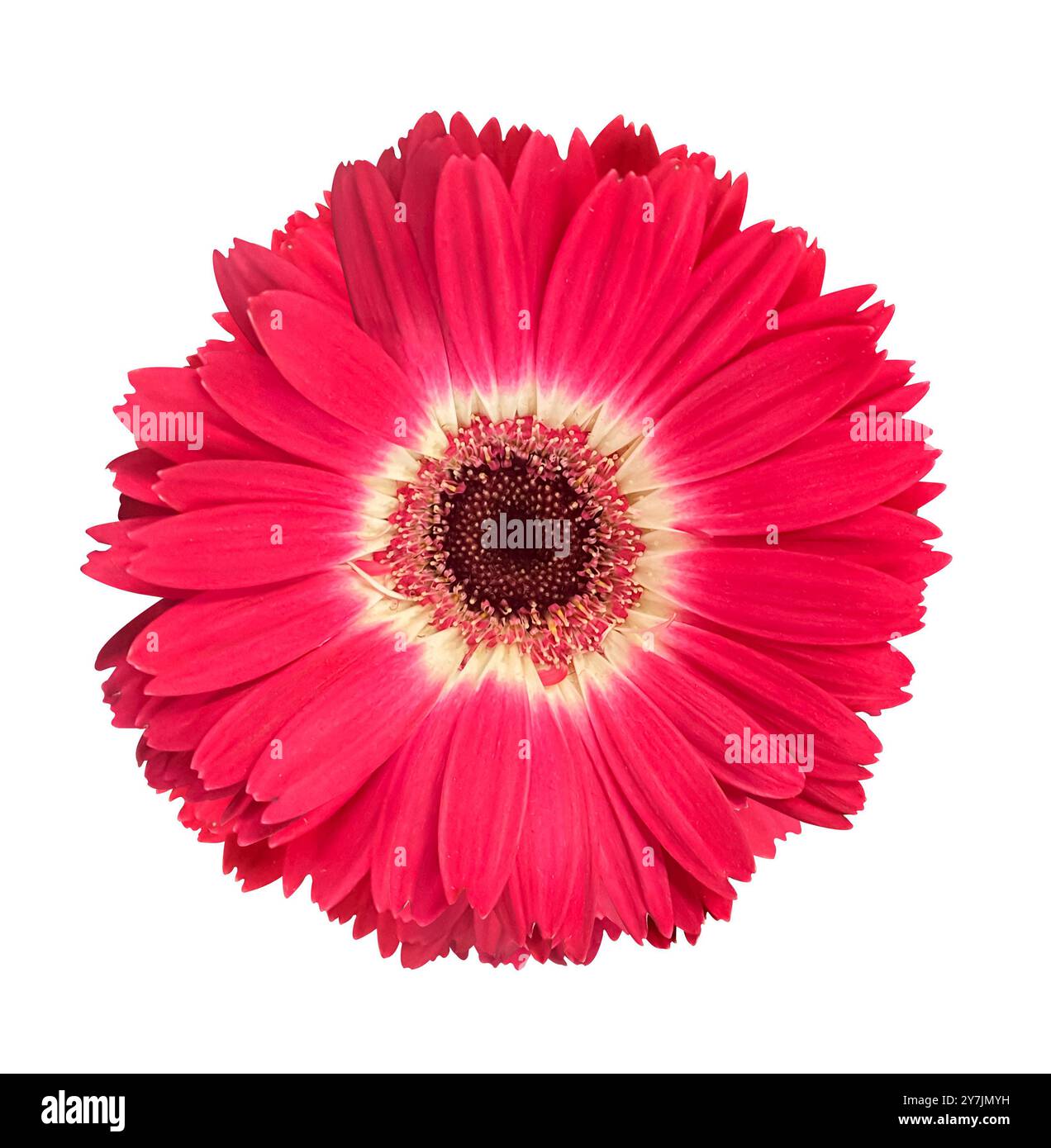 Fiore di Gerbera rosa brillante con centro bianco isolato su sfondo bianco, messa a fuoco selettiva. Oggetto con tracciato di ritaglio. Idea per cartoline, saluti, Foto Stock