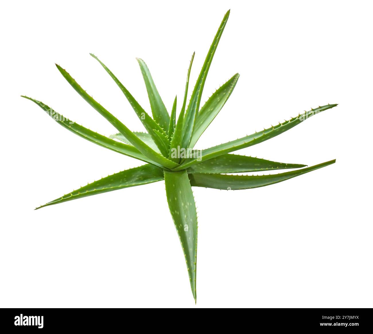 Pianta di aloe vera isolata su sfondo bianco con percorso di ritaglio. Elemento di progettazione. Medicina alternativa e spa di bellezza. Foto Stock