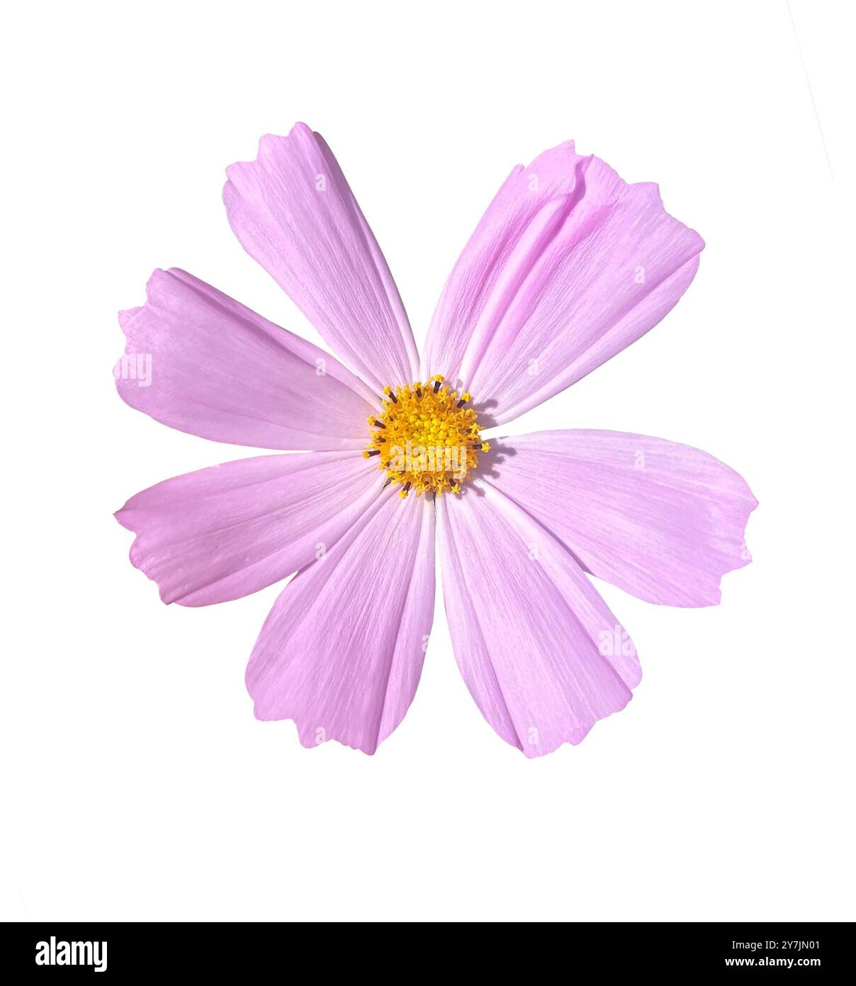 Rosa Cosmos Flower isolato su sfondo bianco. Oggetto con tracciato di ritaglio. Foto Stock