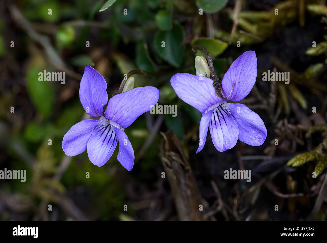Cane comune viola Foto Stock