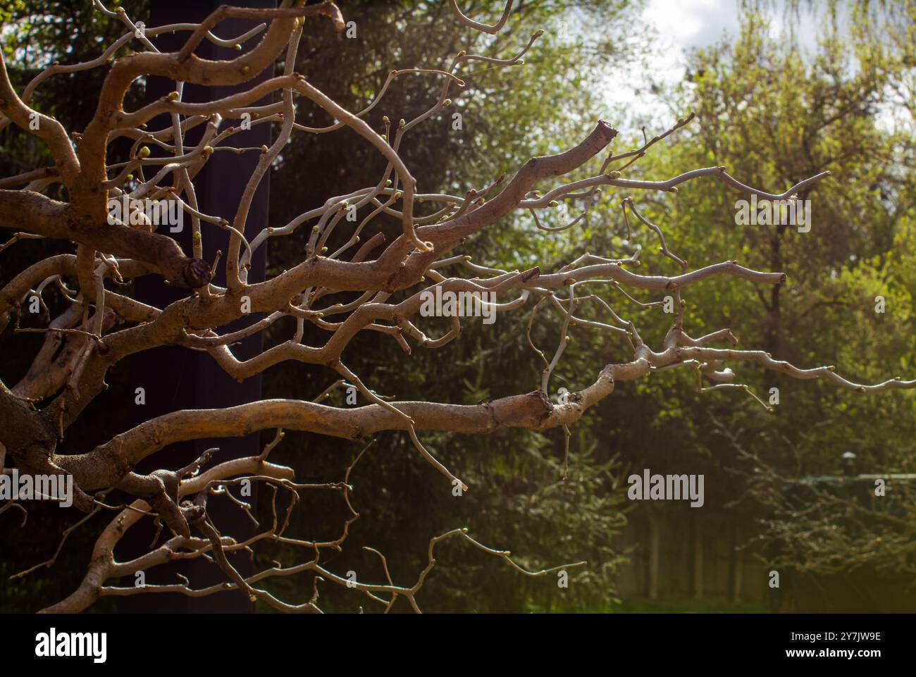 Albero ritorto senza fogliame con rami ondulati, corylus avellana contorta. Foresta misteriosa, rami di alberi intrecciati creano un'atmosfera inquietante e incantevole Foto Stock