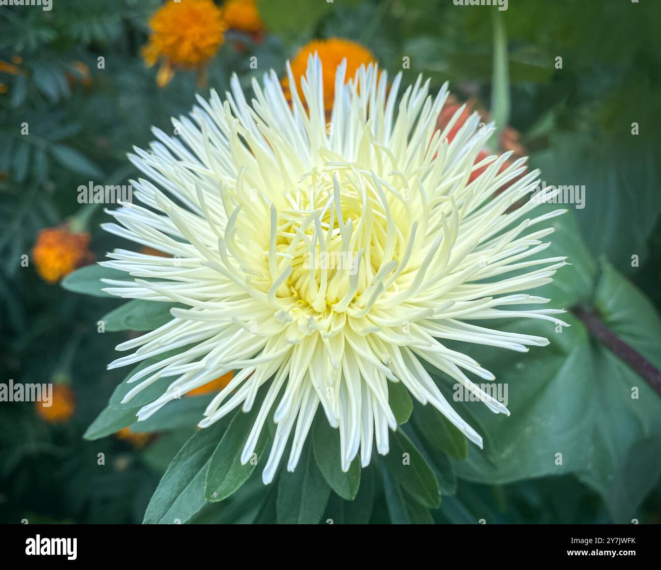 Bellissimo Aster bianco a forma di ago su uno sfondo di foglie verde scuro in un giardino estivo. Foto Stock