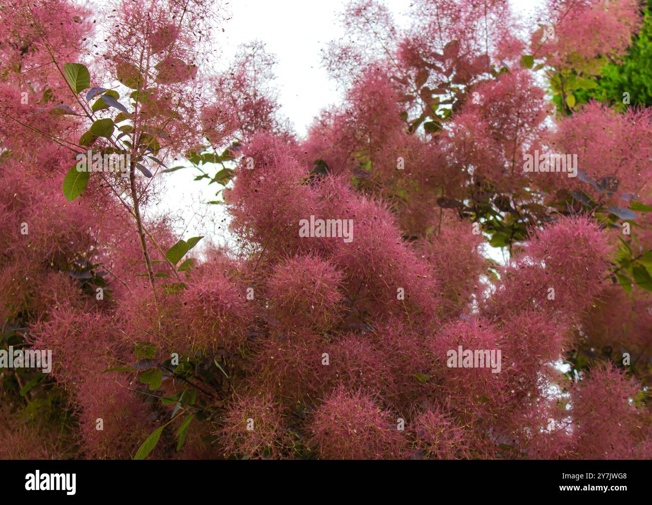 Cespuglio di fumo Cotinus Coggygria, comunemente noto come cespuglio di fumo viola reale, cespuglio di fumo, albero di fumo e albero di fumo viola. Smoke Tree come un Foto Stock