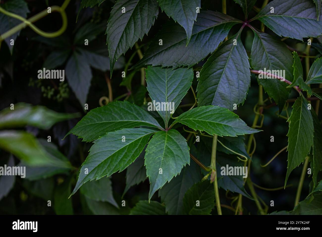 Siepe verde di foglie di uva selvatica. Texture naturale con dettagli luminosi. Informazioni generali sull'impianto. Bella carta da parati naturale. Foto Stock