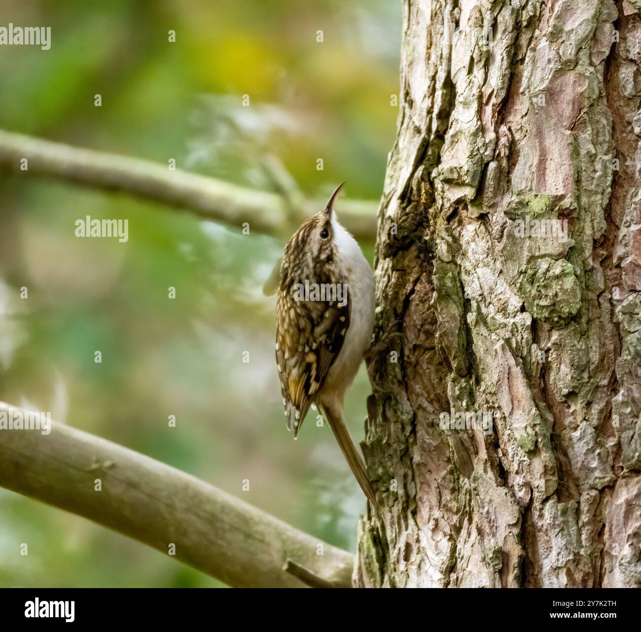 Primo piano di un brulicante di alberi che si forgia tra la corteccia di un tronco di albero nel bosco Foto Stock