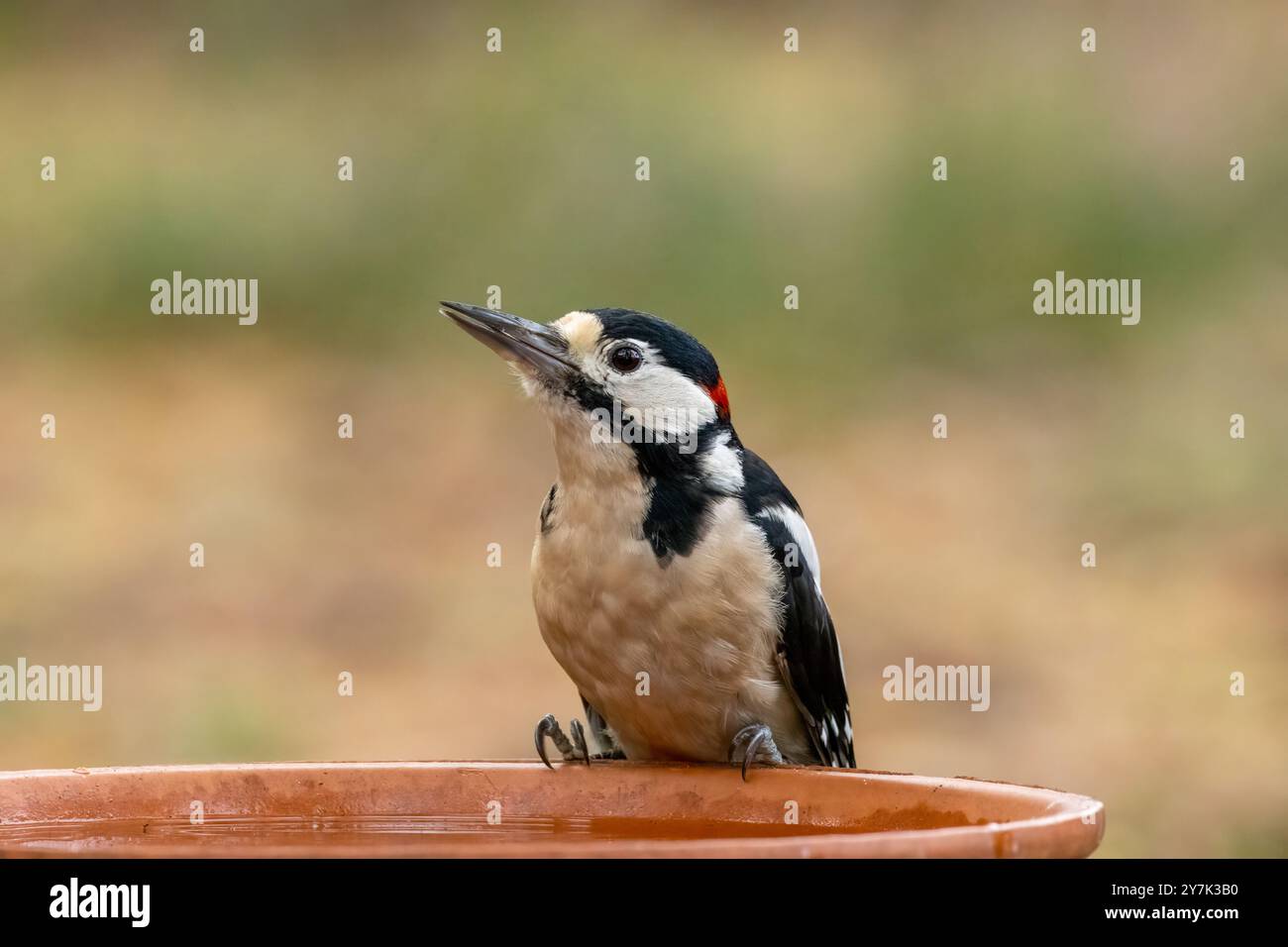 Maschio grande picchio maculato che beve una bevanda d'acqua da un piatto nella foresta Foto Stock