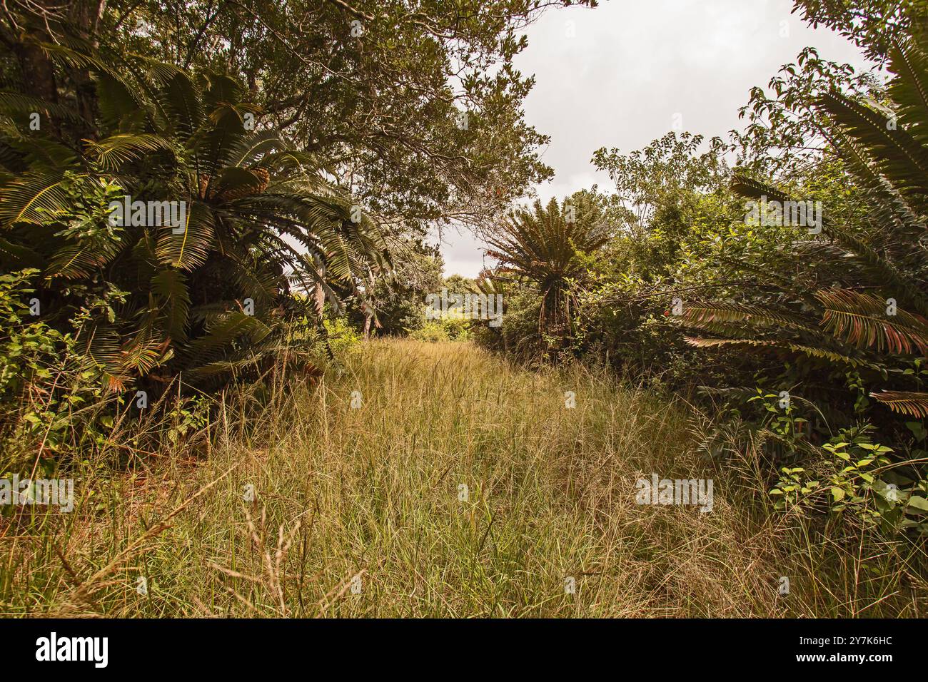 Modjadji Cycad Encephalartos transvenosus 16310 Foto Stock