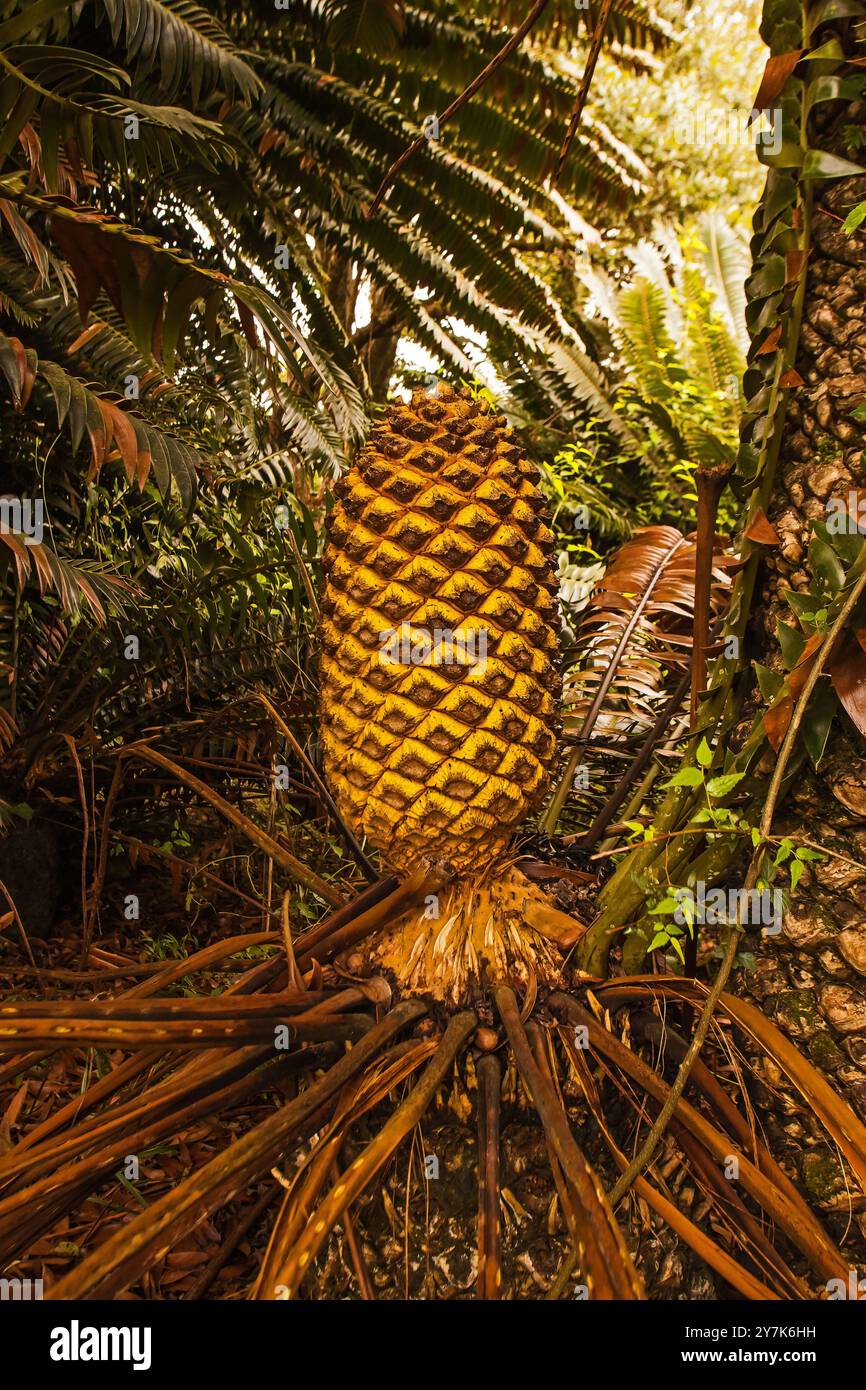 Modjadji Cycad Encephalartos transvenosus 16317 Foto Stock