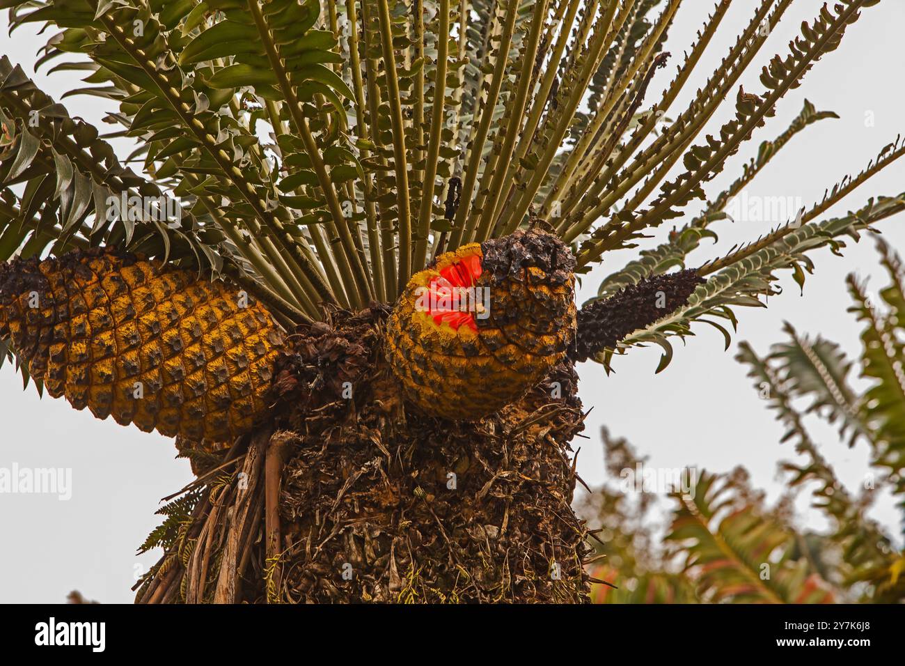 Modjadji Cycad Encephalartos transvenosus 16356 Foto Stock