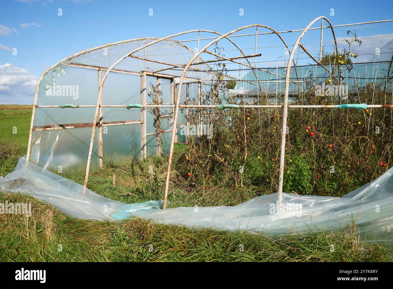 Serra con colture vegetali biologiche danneggiate dalla tempesta. Foto Stock