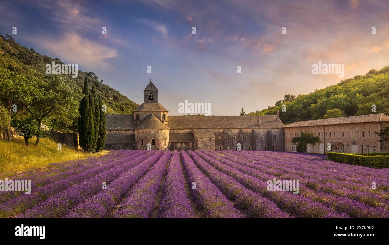 L'Abbazia di Senanque e le file di fiori di lavanda in fiore, vista panoramica al tramonto. Gordes, dipartimento di Vaucluse, Provence-Alpes-Cote d'Azur reg Foto Stock
