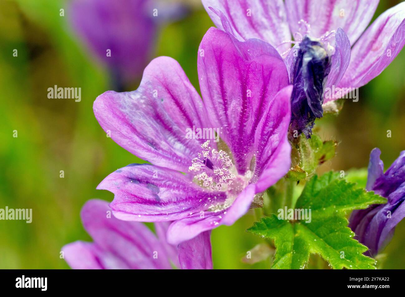 Comune malva (malva sylvestris), primo piano focalizzato su un singolo fiore viola di pianta comune. Foto Stock