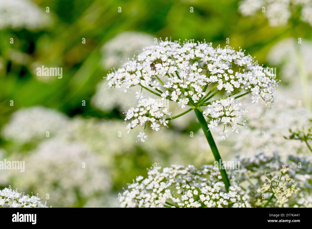 Ground Elder, Bishops-Weed o Goutweed (aegopodium podagraria), primo piano della testa di fiore della pianta in pieno fiore, isolato dallo sfondo. Foto Stock