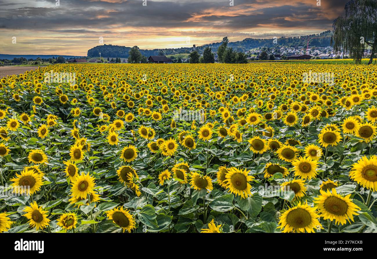 Wil ZH, Svizzera, 21 luglio 2024: Un campo di girasoli si erge al sole estivo. I fiori hanno voltato la testa lontano dal sole. (Foto di A. Foto Stock