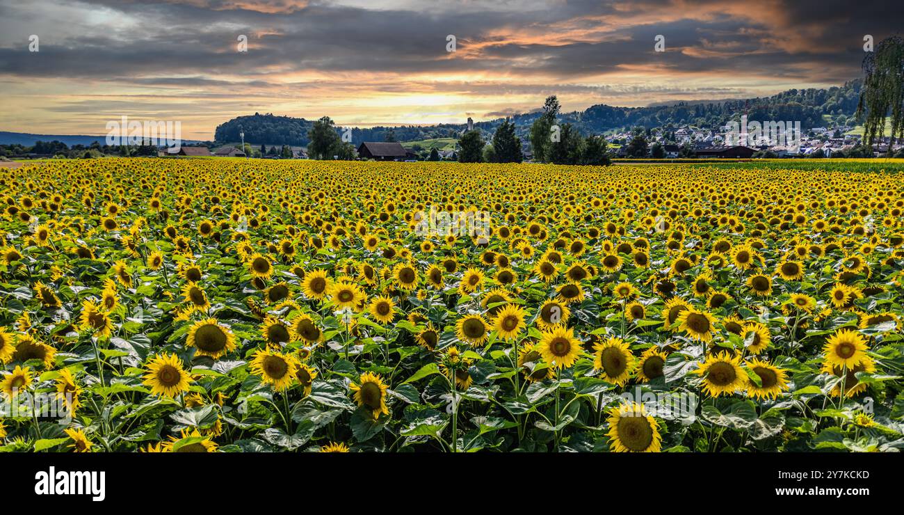 Wil ZH, Svizzera, 21 luglio 2024: Un campo di girasoli si erge al sole estivo. I fiori hanno voltato la testa lontano dal sole. (Foto di A. Foto Stock