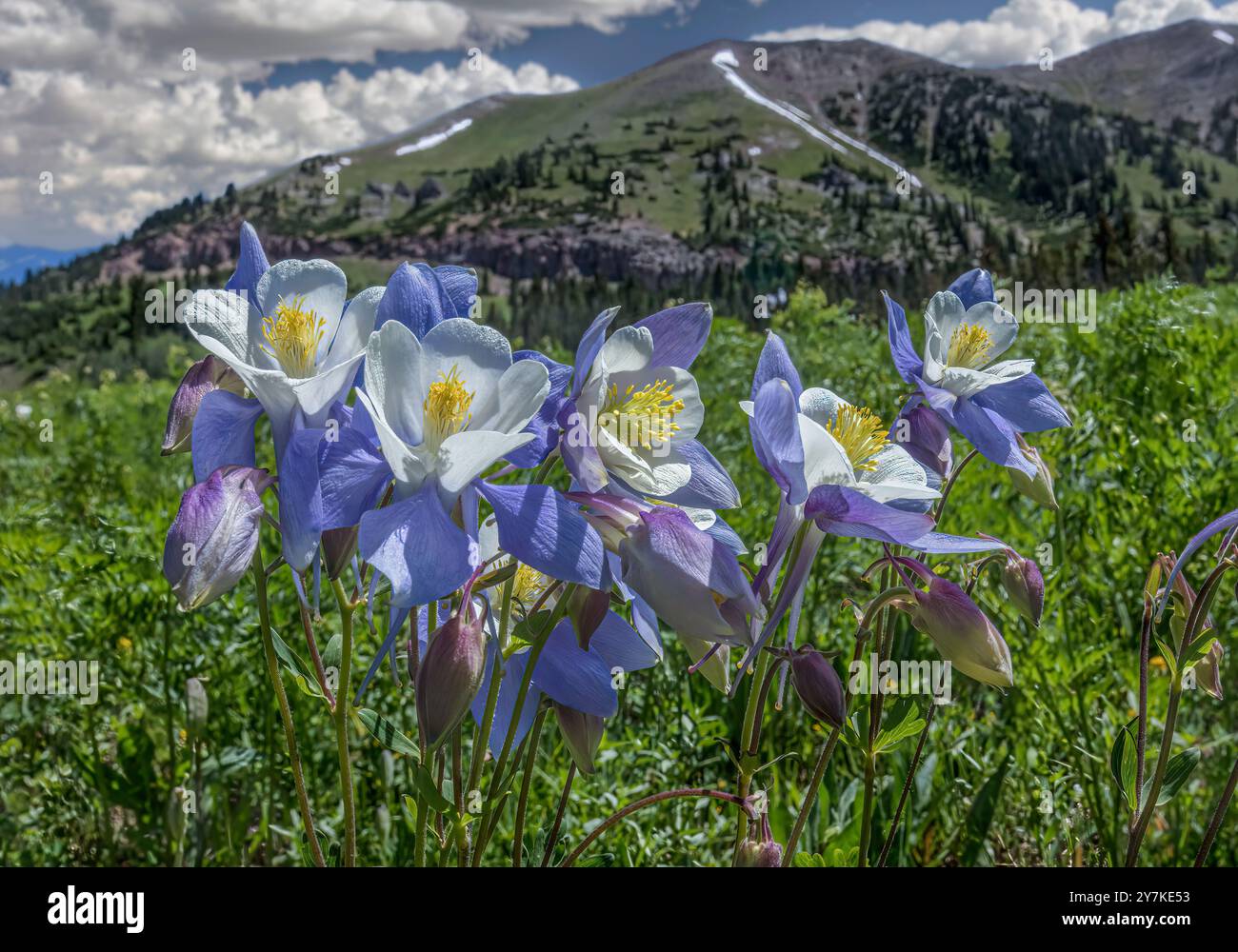 Wild Columbine Meadow - Crested Butte, Colorado Foto Stock