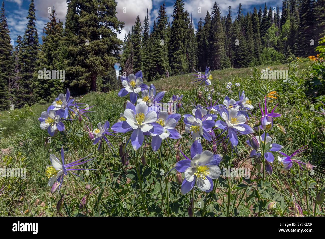 Prato di collina - Crested Butte, CO Foto Stock