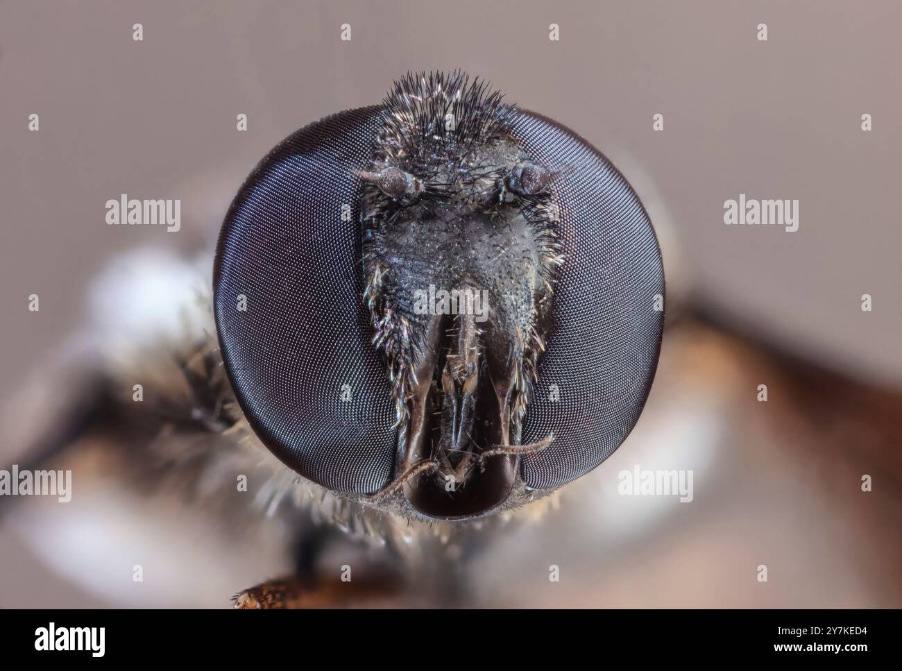 Occhi composti di Hoverfly, chiamati anche mosche floreali o mosche scirofide Foto Stock