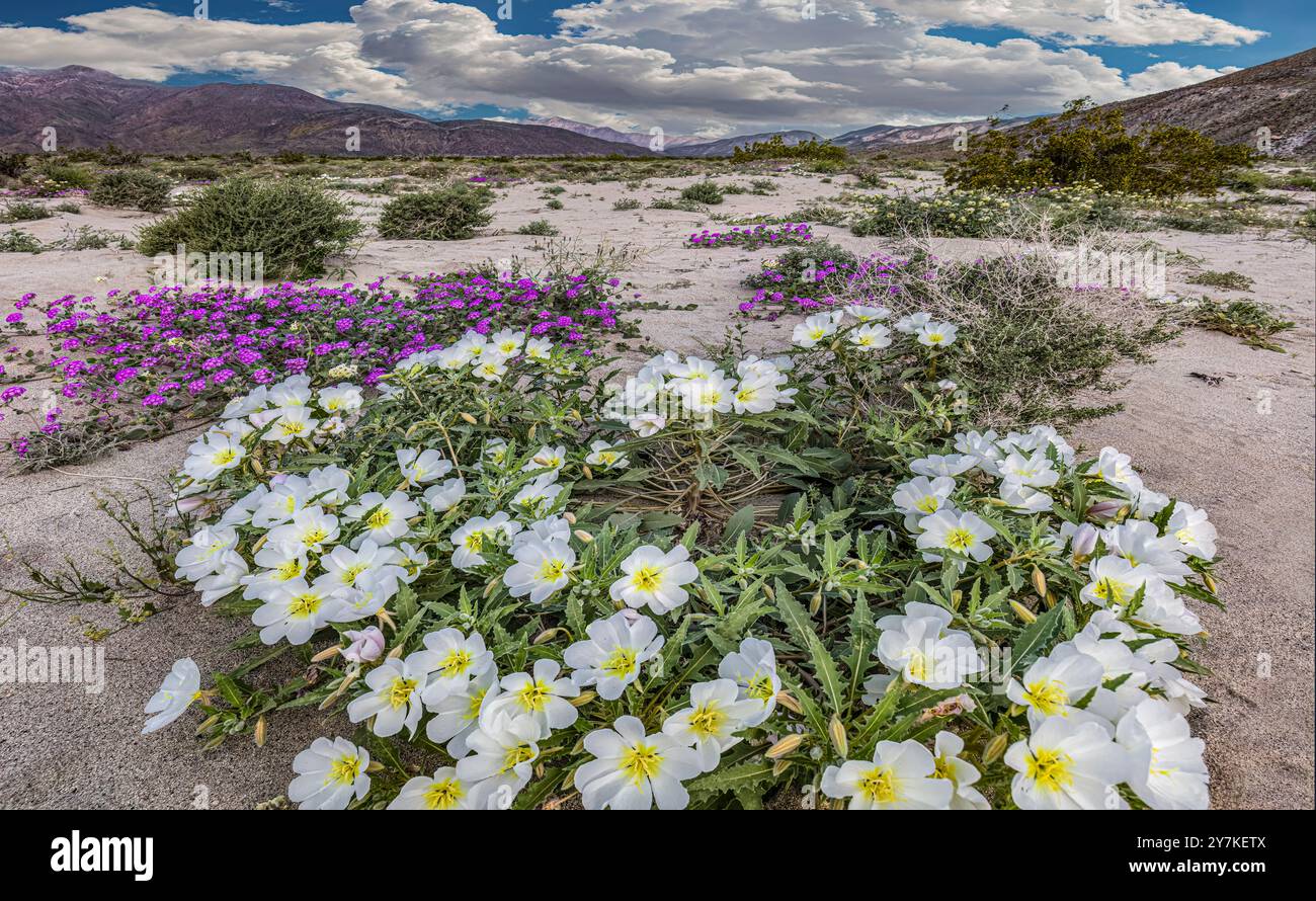 Dune primrose & deserto di sabbia Verbena - Anza Borrego SP - California Foto Stock
