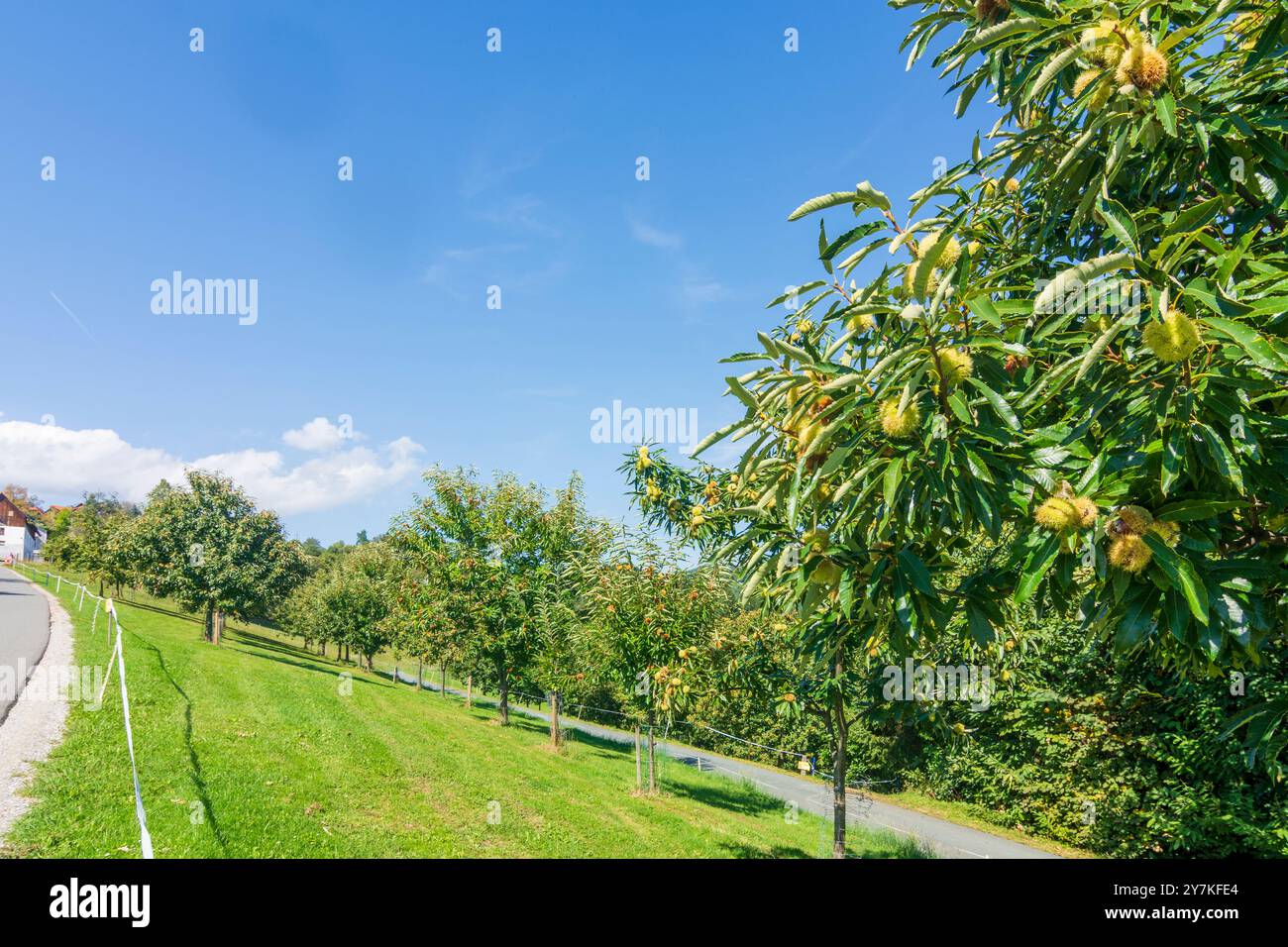 Sankt Stefan ob Stainz: Castanea sativa, castagni dolci, castagni spagnoli a Süd-Steiermark, Steiermark, Stiria, Austria Foto Stock