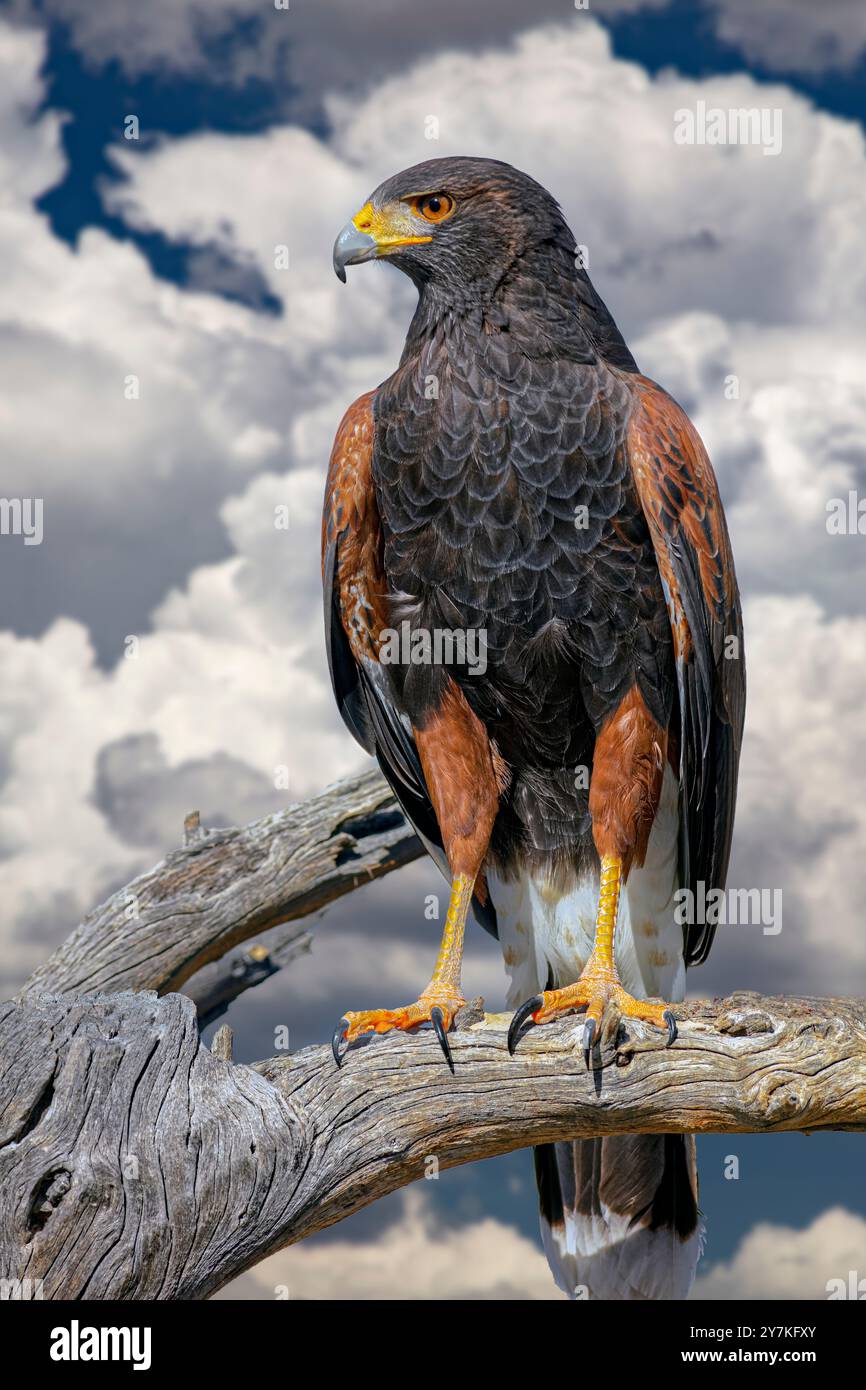 La Harris's Hawk, Parabuteo unicinctus, è precedentemente noto come la baia-winged hawk o dusky hawk visto nel Deserto di Sonora. Foto Stock
