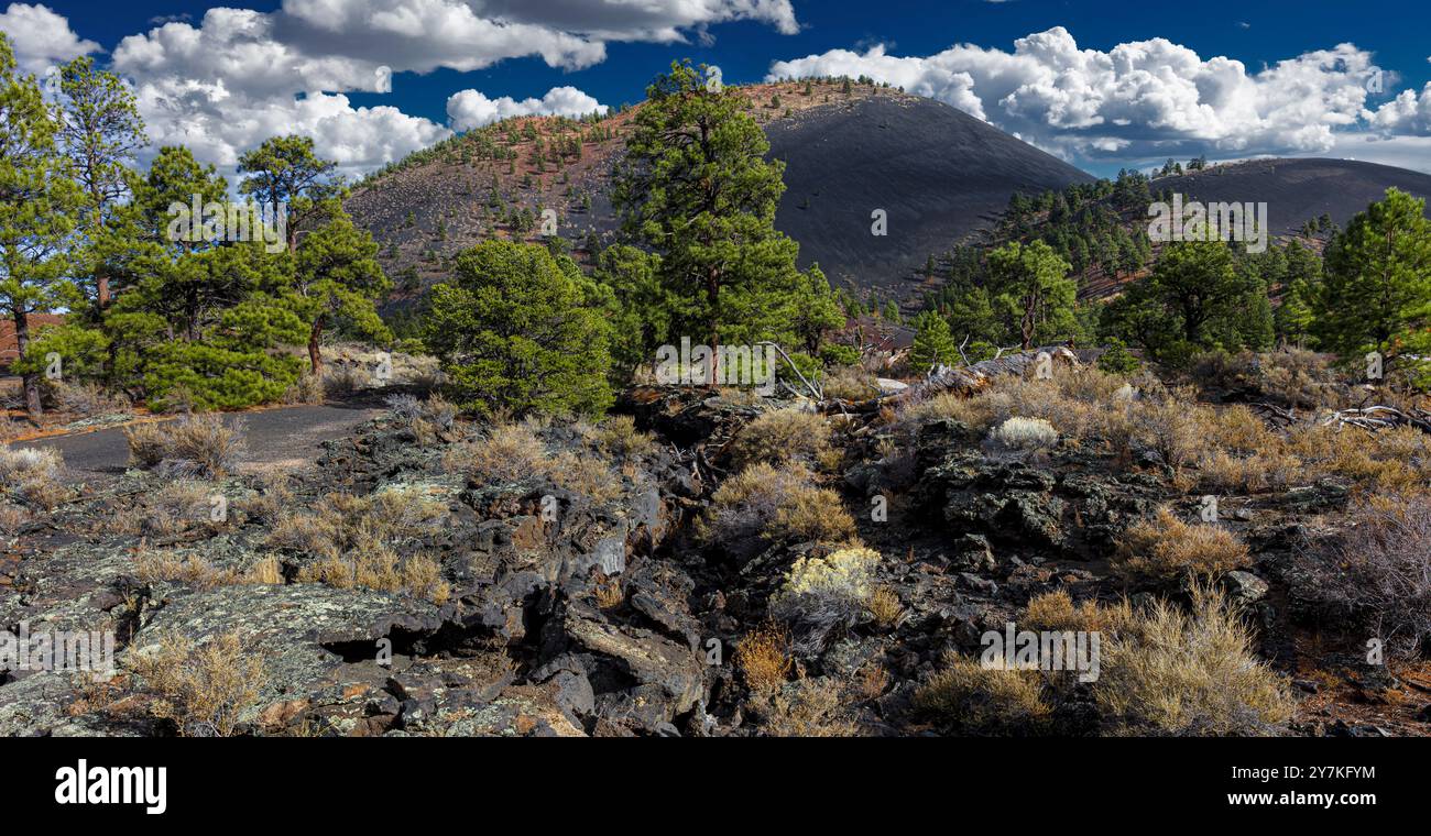 Pine & i coni di scorie, Sunset Crater National Monument, AZ Foto Stock
