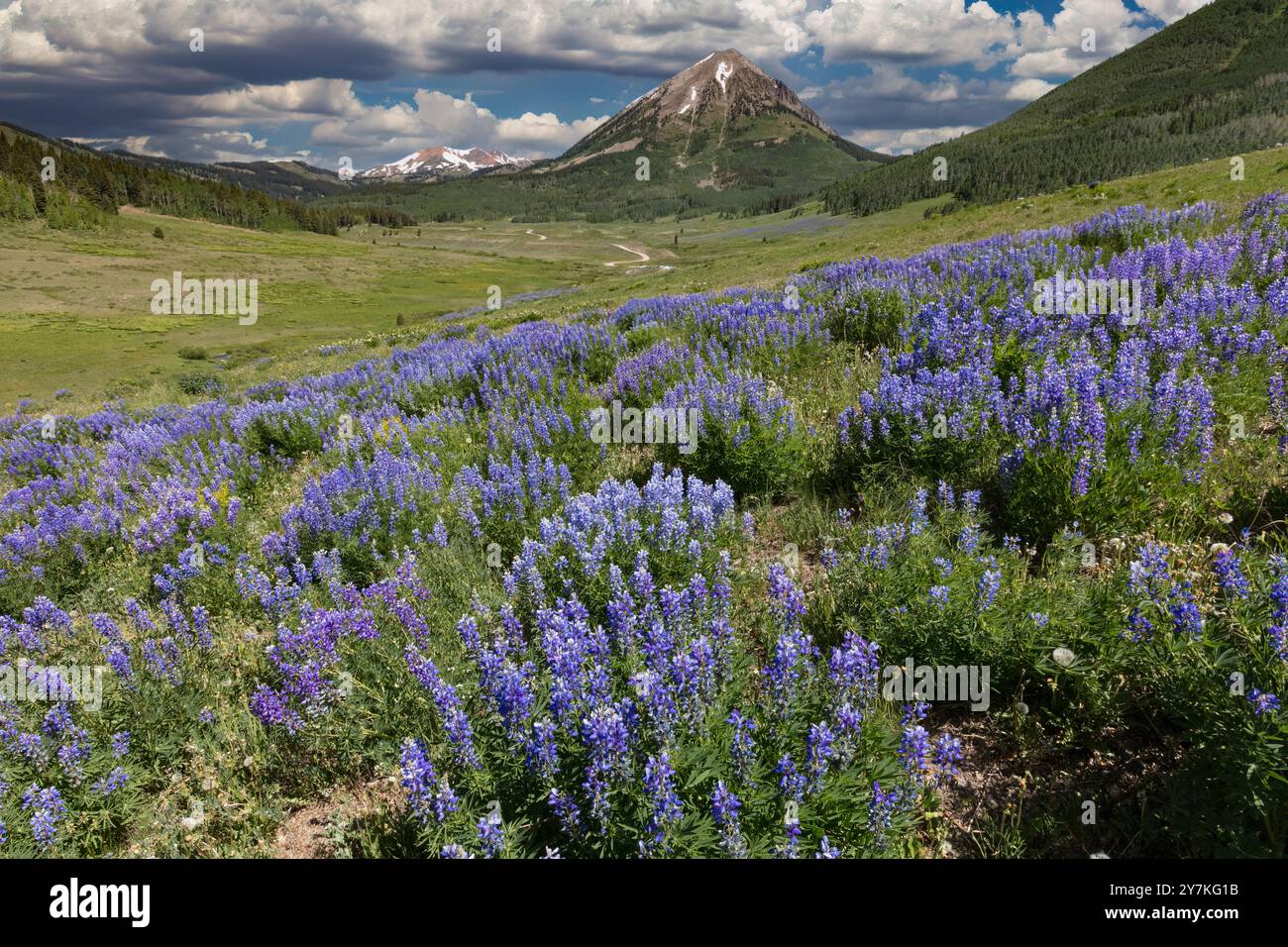 Prato di fiori selvaggi - Viola di lupino (vicino a Crested Butte, CO) Foto Stock