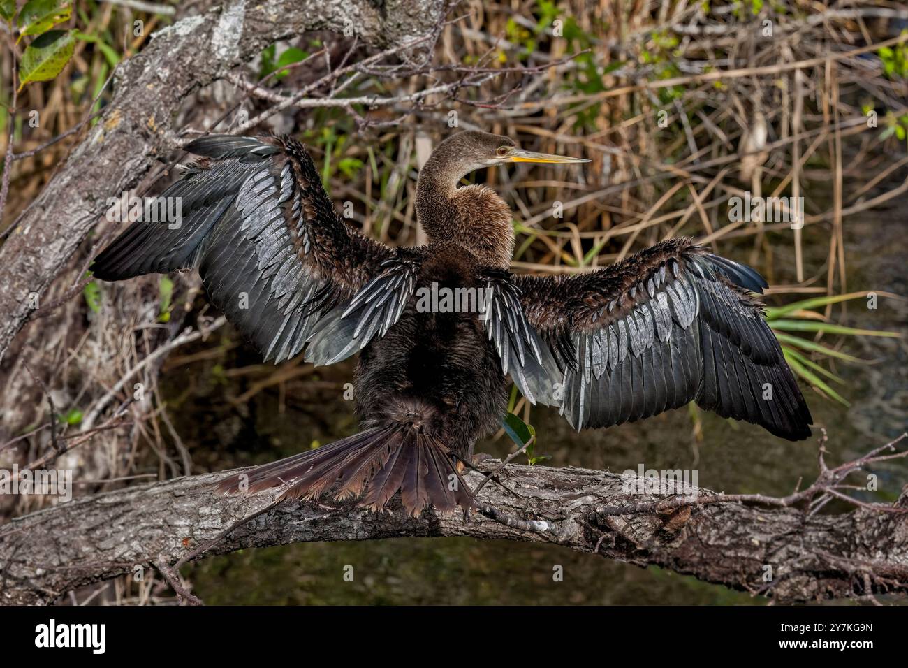 Sunning Anhinga, Florida Everglades Foto Stock