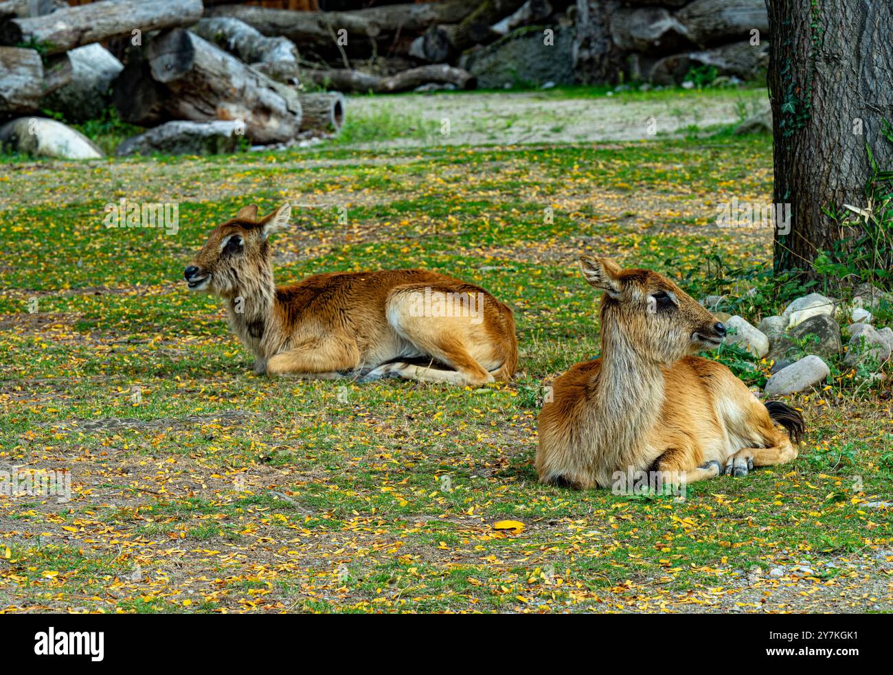 Lechwe femminile - Kobus leche, bella antilope proveniente dalle savane e dalle zone umide dell'Africa centrale, Angola Foto Stock