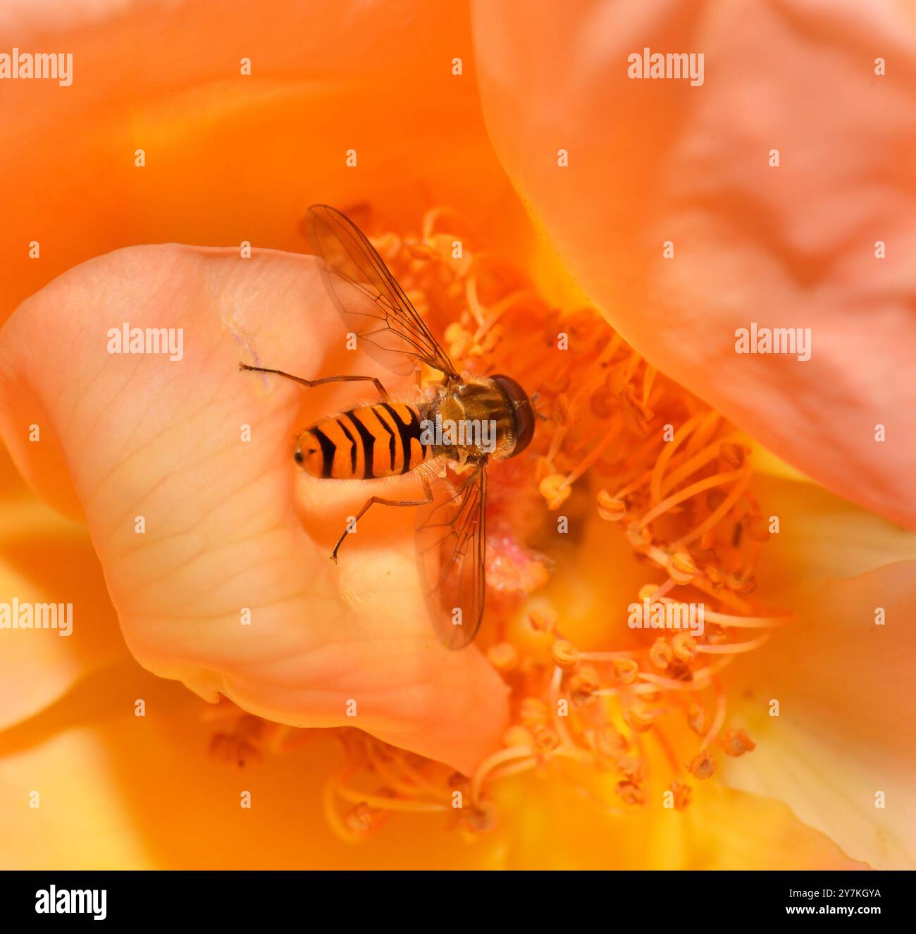 Un hoverfly marmellata che si nutre del polline di una rosa color pesca, Collinswood Images. Foto Stock