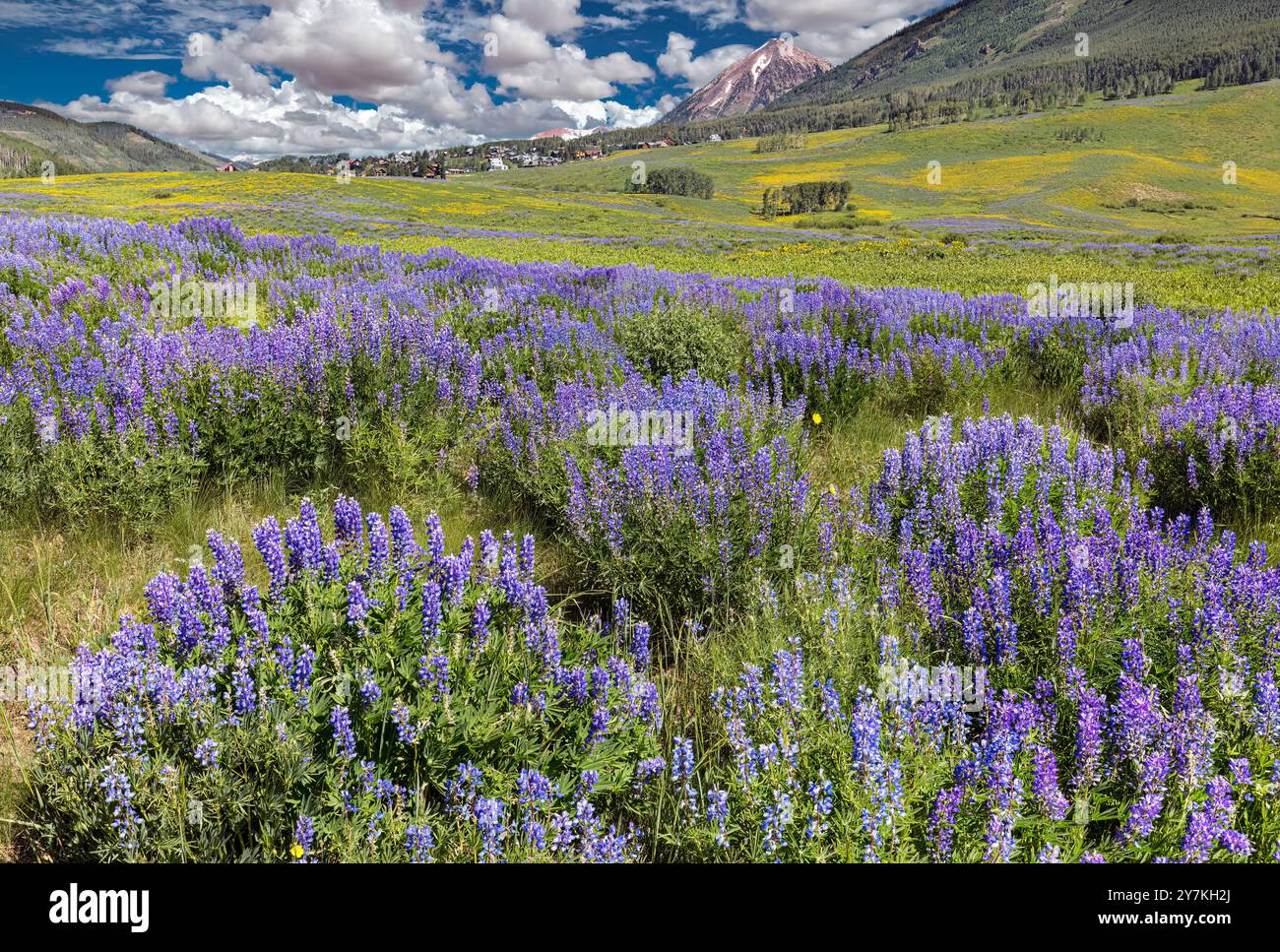 Prato di fiori selvaggi - Lupino & Mule le orecchie (vicino a Crested Butte, CO) Foto Stock